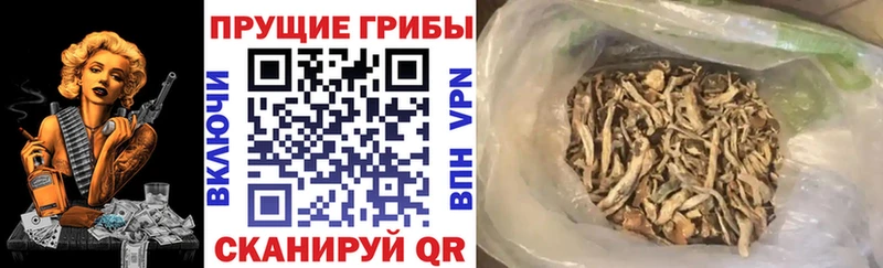 Галлюциногенные грибы Psilocybine cubensis  blacksprut ТОР  Болгар  где купить наркоту 